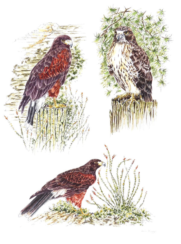 Harris and Redtail Hawks  